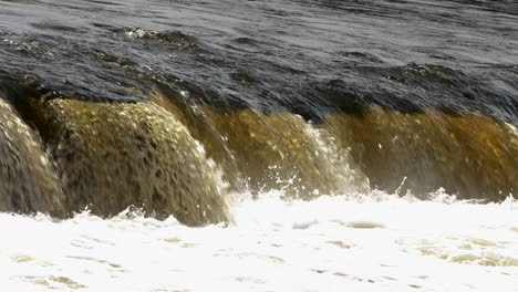 Vimba-fish-in-Kuldiga,-sunny-spring-day,-slow-motion-medium-shot