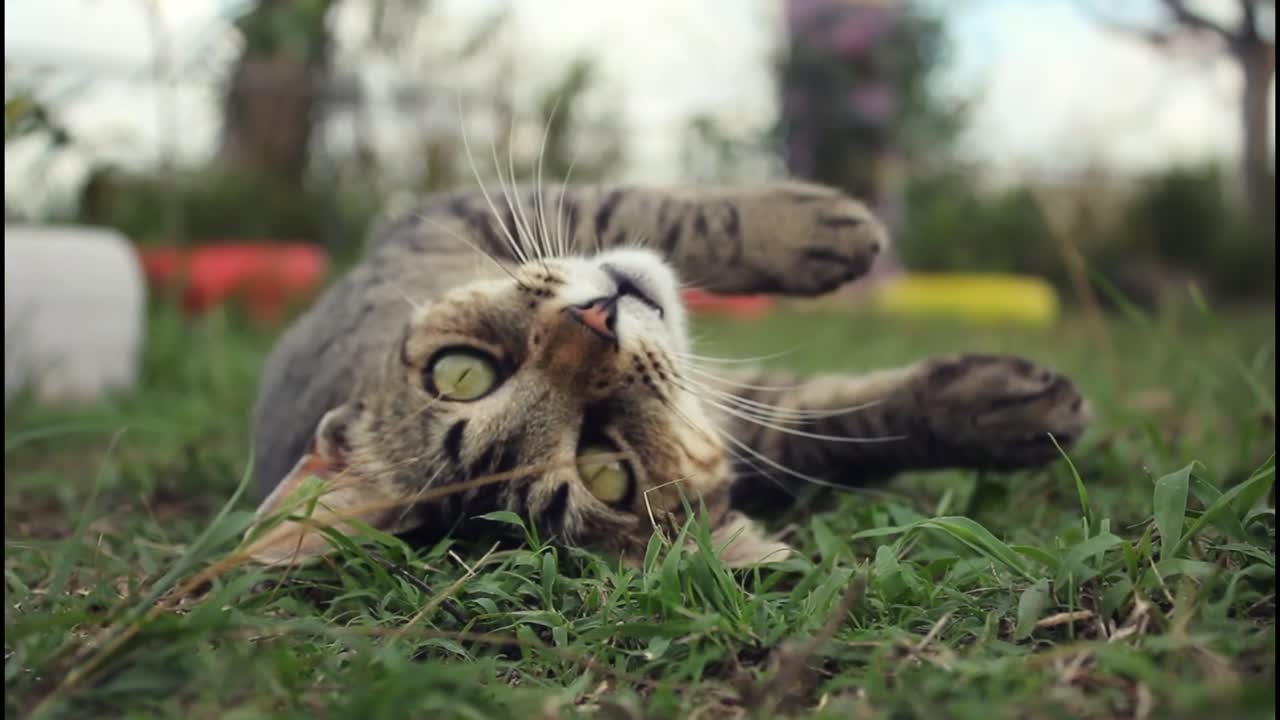 gato relajándose en la hierba