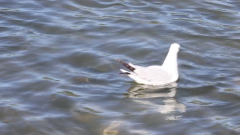 seagull swimming and preening in water