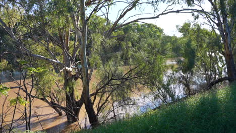 shot of the darling river in bourke, nsw australia