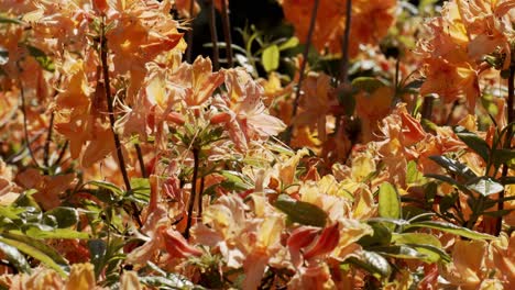 vivid orange flowers moving in the gentle breeze