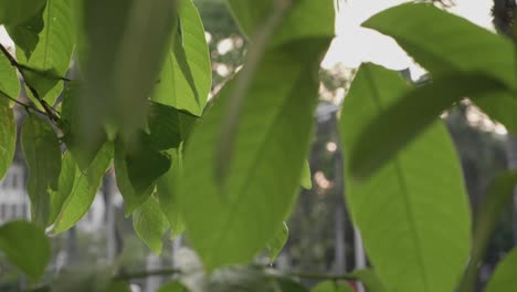 sun flare shines through the leaves of a tree on the street. slow motion.