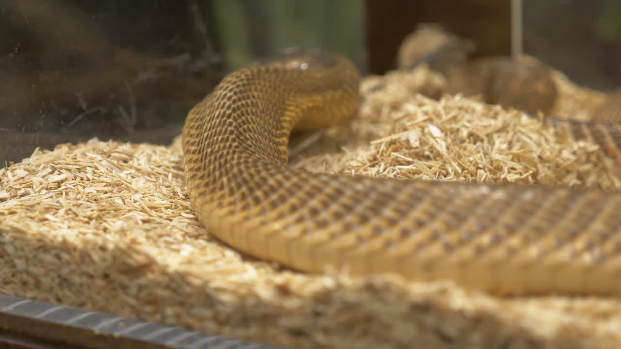 Slithering and showing its forked tongue, an Inland Taipan Oxyuranus microlepidotus is mving around its glass terrarium inside a zoo in Bangkok, Thailand