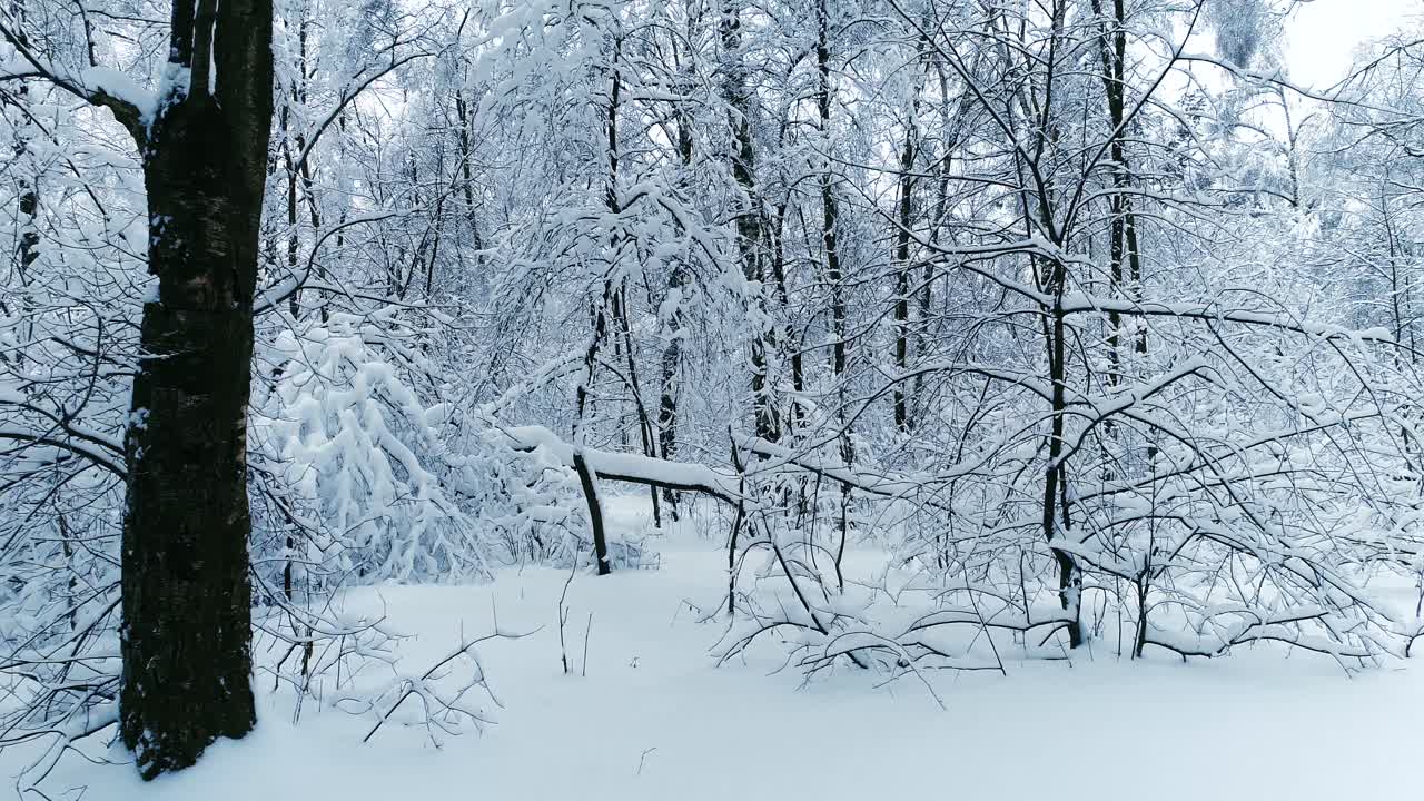 숲에 눈 덮인 가지입니다. 겨울 요정 배경