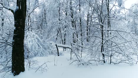 Snowy-branches-in-forest.-Winter-fairy-background