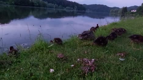 Familia-De-Patos-Con-Patitos-Buscando-Comida-En-El-Banco-Del-Estanque