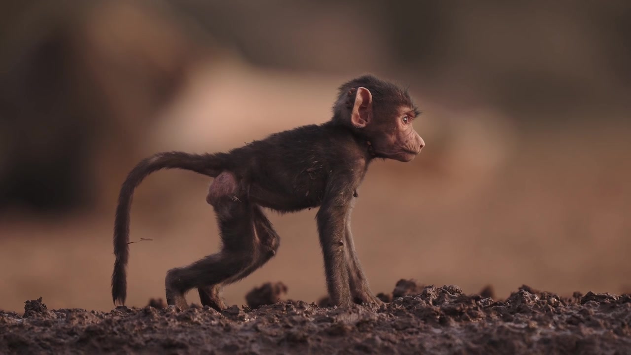 アフリカのケニアで、ヒヒの群れの中にいる小さな赤ちゃんヒヒをシネマティックなスローモーションでクローズアップ。サファリの赤ちゃん動物、アフリカの野生動物と自然の情景。