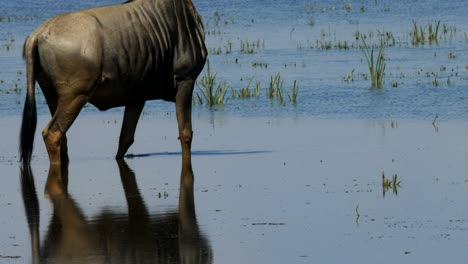 close up of a wildebeest drinking at amboseli