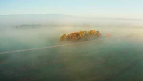 Leuchtend-Orangefarbene-Bäume-Inmitten-Eines-Nebligen-Feldes