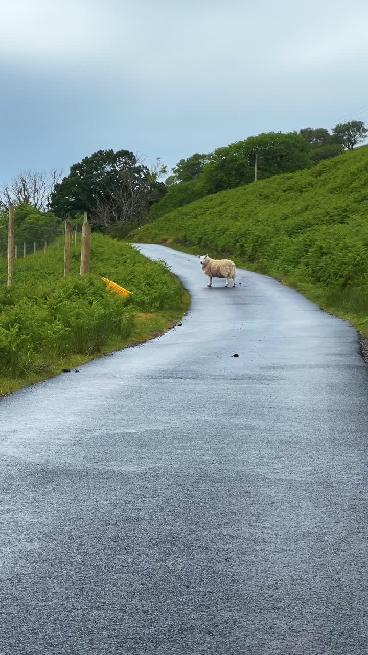 Sheep Walking In The Road Between The Grassy Hill In Isle Of Mull In Scotland. - wide shot