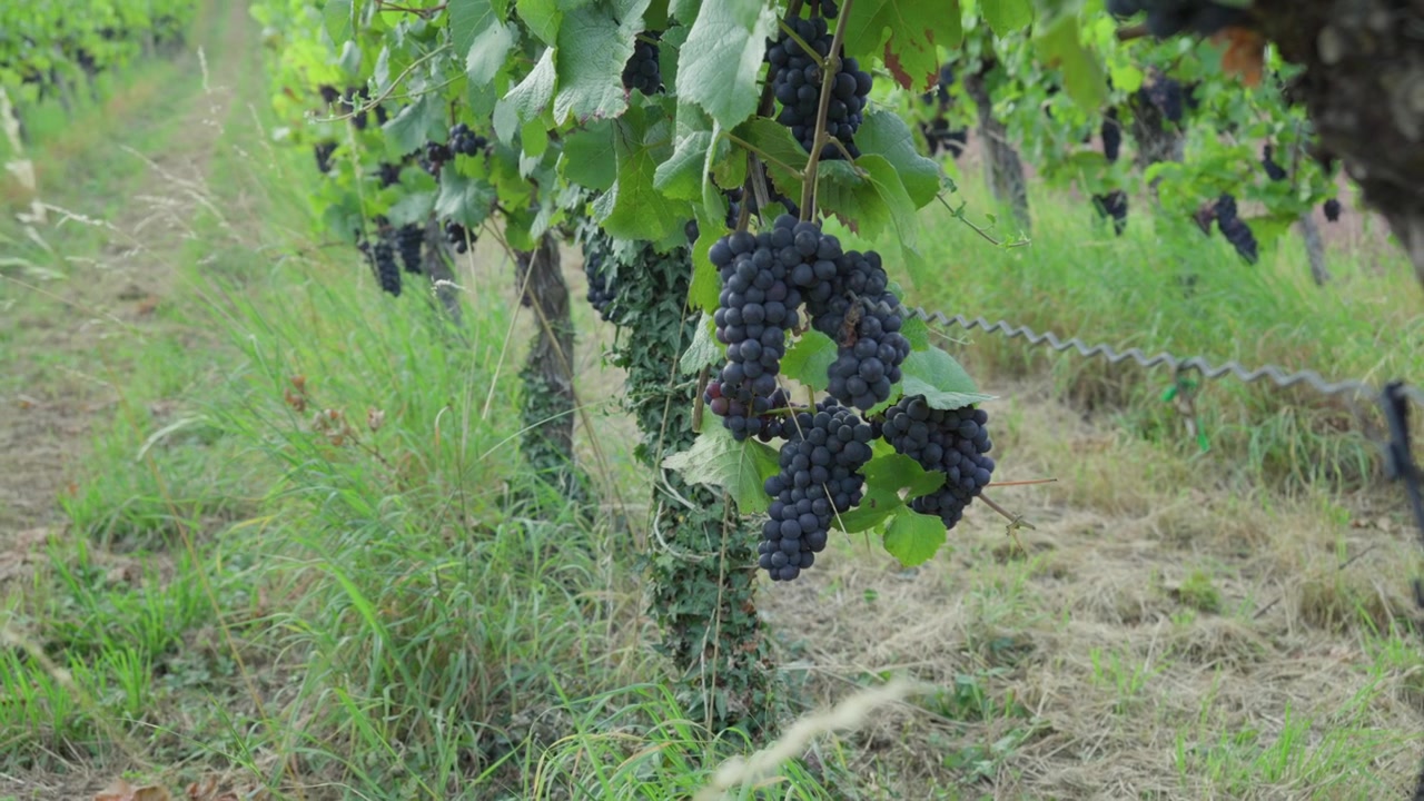 Una ripresa con zoom indietro che mostra grappoli d'uva scura matura appesi a viti frondose in Francia.