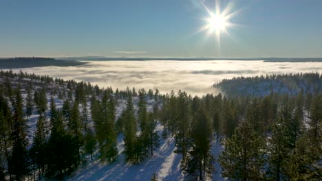 snowy forest with evergreen trees, slowly moves over foggy valley in distance