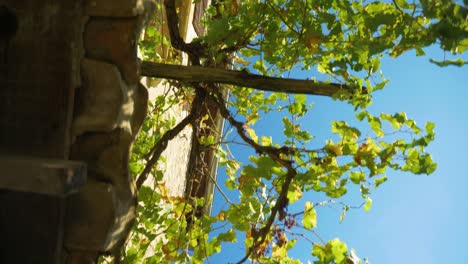 Ein-Spaziergang-Entlang-Eines-Provenzalischen-Dorfhauses-Mit-Blick-Auf-Den-Himmel-Durch-Einen-Weinberg-In-Zeitlupe-In-Frankreich