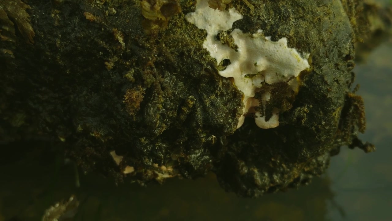 Primo piano con messa a fuoco selettiva su tronco muschioso con fungo bianco sopra l'acqua