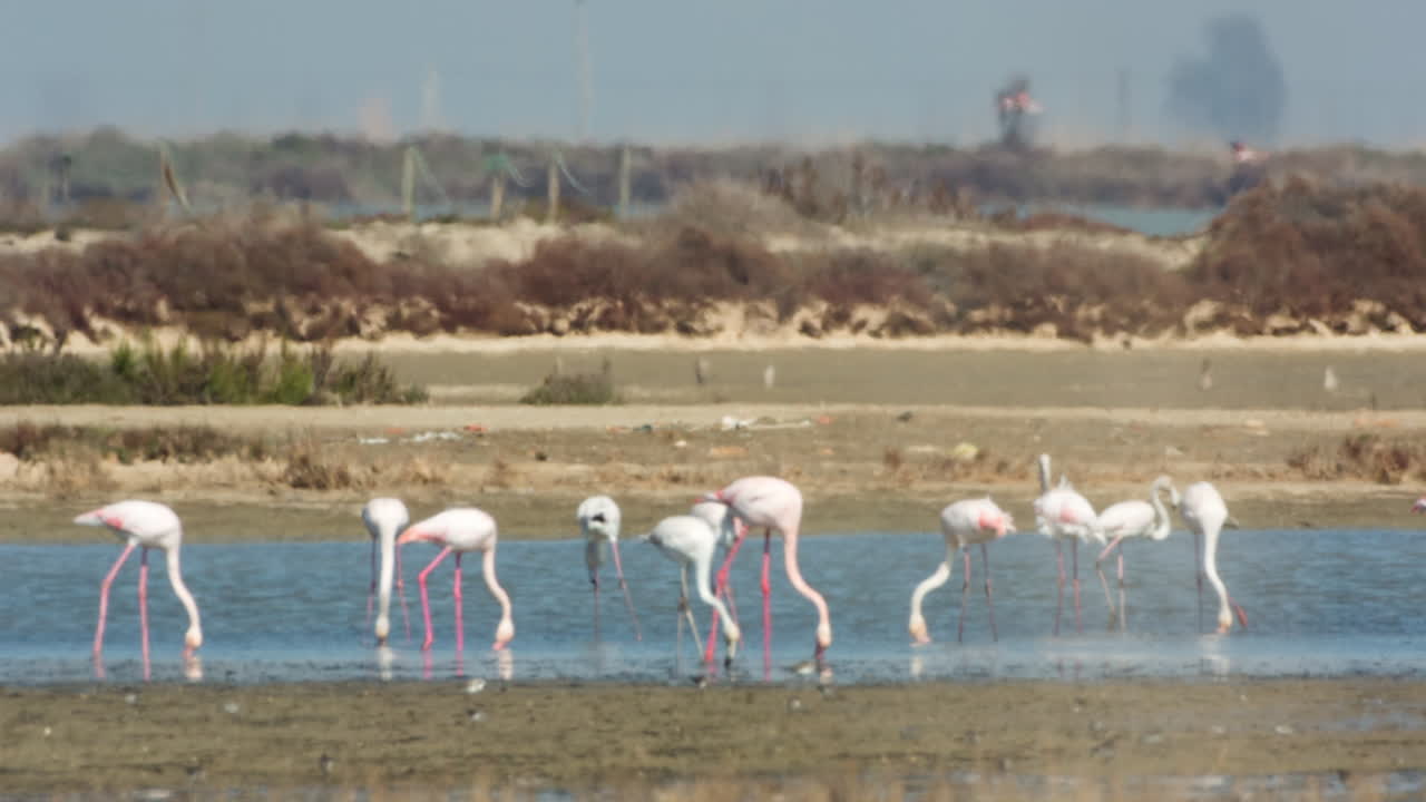 델타 플라밍고 47