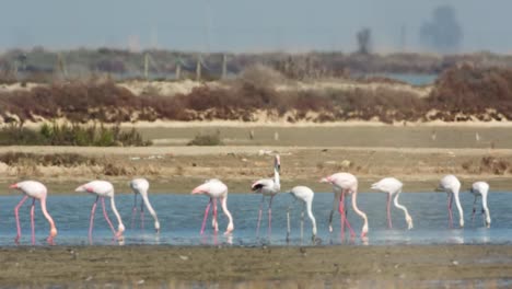 flamencos delta 47