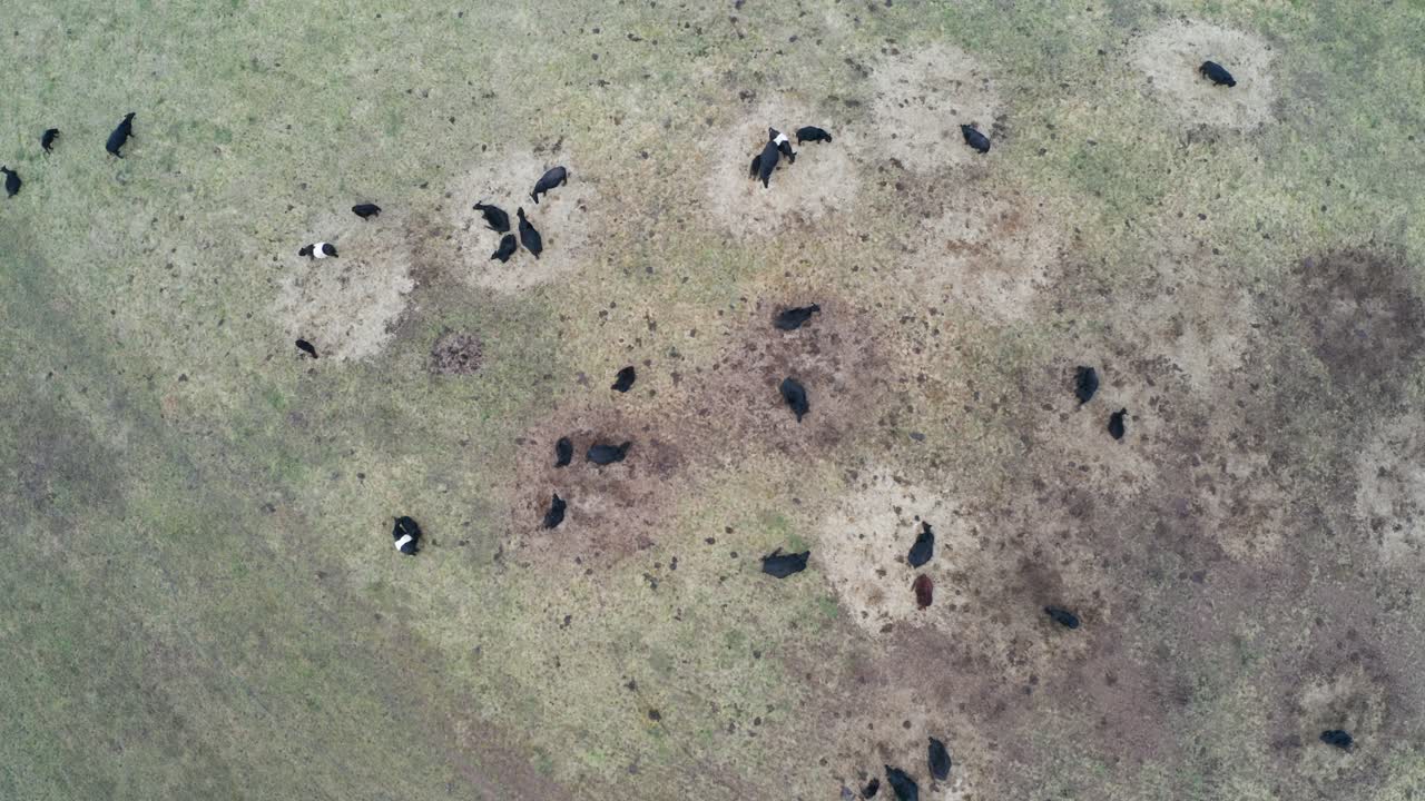 고기 생산 을 위해 초원 에서 풀 을 잡는 소  의 공중 사진