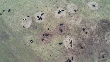 aerial view of beef cattle flock graze on meadow for meat production