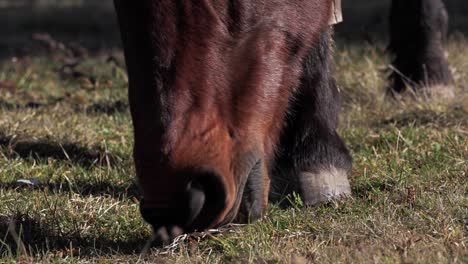 Close-up-of-a-brown-horse's-nose-and-mouth-and-they-are-eating-grass-on-a-field