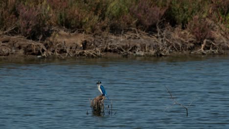 Blick-Nach-Links,-Während-Er-Auf-Zweigen-In-Der-Mitte-Des-Wassers-Thront,-Halsband-Eisvogel-Todiramphus-Chloris,-Thailand