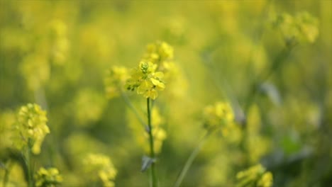 Senfblüten.-Senf-–-Mystische-Blume-Des-Glücks-Und-Der-Gesundheit.