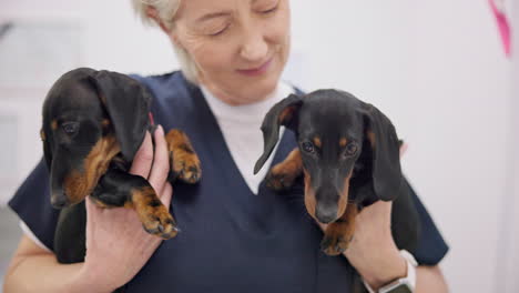 amor, sonrisa y perros con una vieja veterinaria