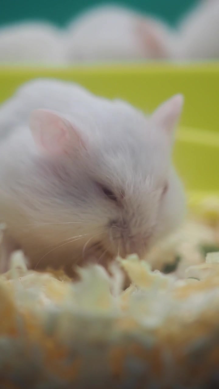 寝床で食事をするかわいい白いハムスターのクローズアップ