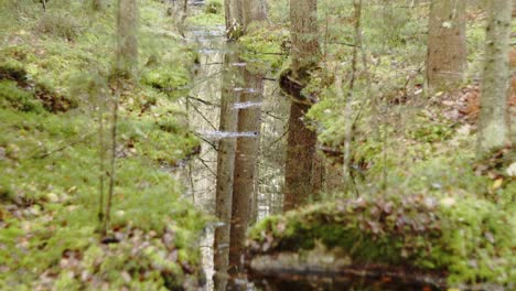 stream with reflection down green forest with evergreen trees - jyvaskyla finland