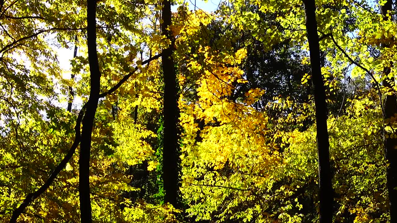 Arbres d'automne en octobre.