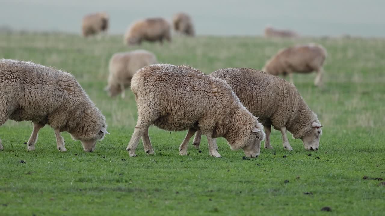 ovejas comiendo hierba en un campo