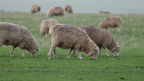 schafe fressen gras auf einem feld