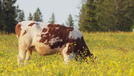 Vaca-Parada-Y-Pastando-En-El-Campo-De-Flores-En-Indre-Fosen,-Noruega---Primer-Plano