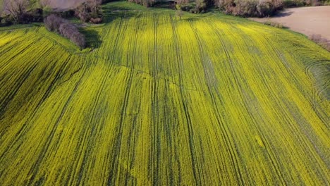 Antena-Por-Encima-De-La-Vista-Del-Floreciente-Campo-De-Colza-El-Día-De-La-Primavera,-Toma-Circular