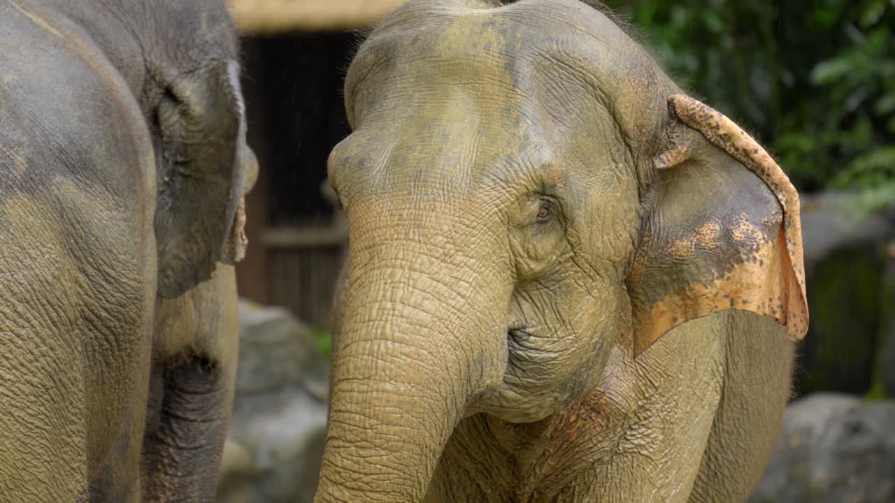 シンガポール動物園で母親に体をこすりつける子ゾウ（アジアゾウ）