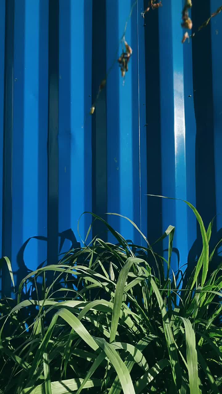 Blue Container Wall with Grass