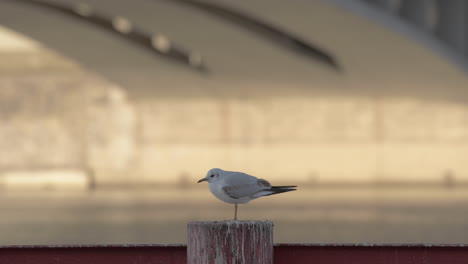 White-Seagull-perched-on-Vltava-riverbank,-Prague,-Czech-Republic