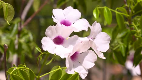 close up shot of wild pink bower vine flowers moving in the wind