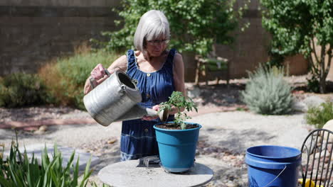 a beautiful old woman gardener potting and watering an organic tomato plant in a sunny backyard vegetable garden slow motion