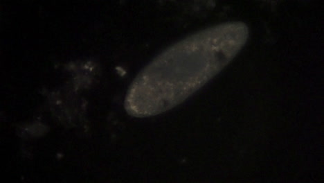 Microscopic-view-of-the-uni-cellular-organism,-Paramecium