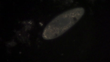 vista microscópica del organismo unicelular, paramecio