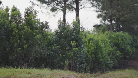 native yerba de mate trees growing in tropical forest ecosystem