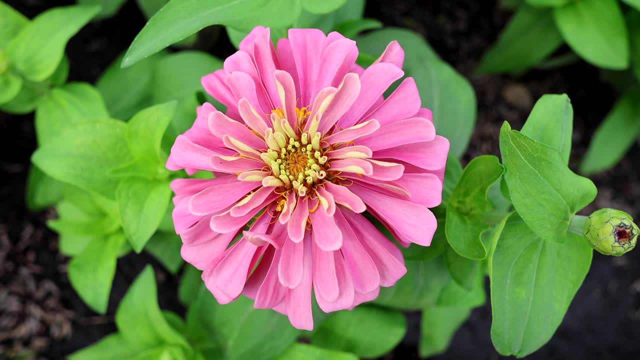 la flor de zinnia se abre en una cama de jardín.