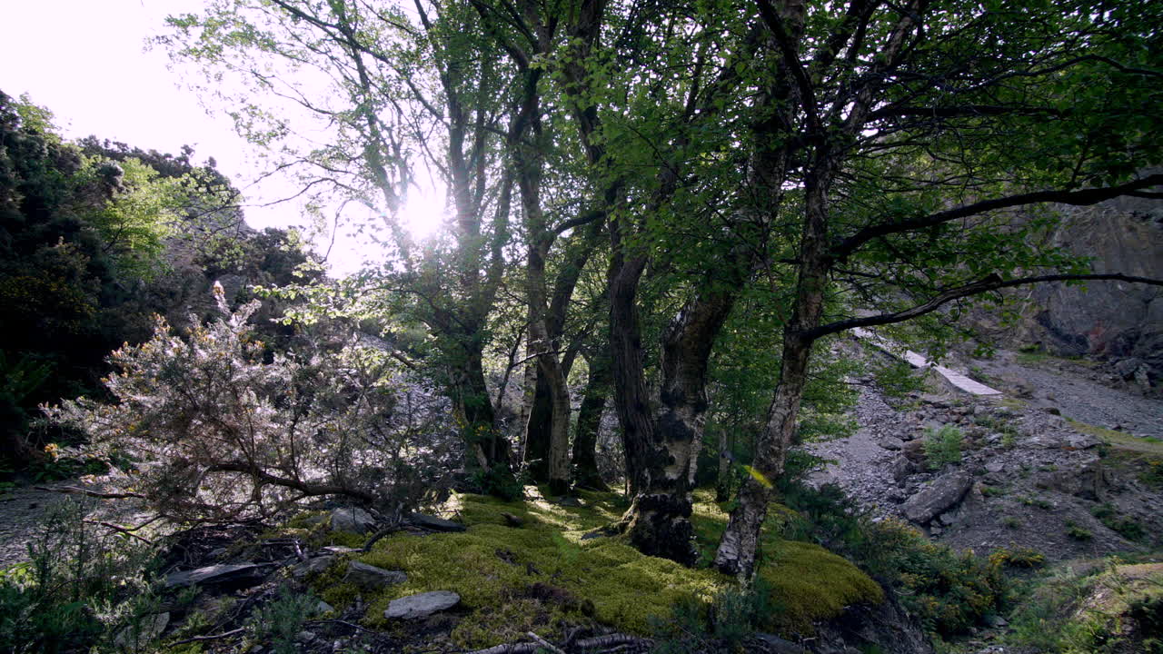 Timelapse with sun passing behind trees in a sparse forrest
