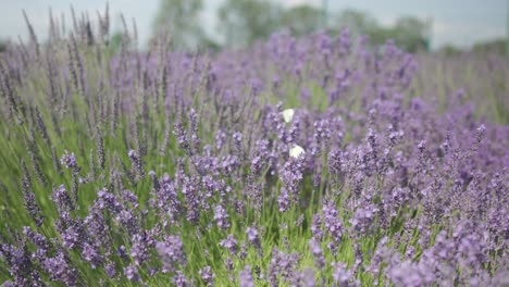 viendo la mariposa en la lavanda en el medio del jardín