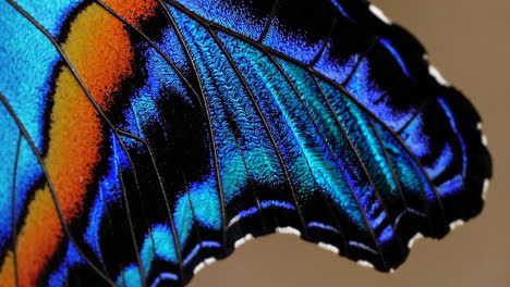 close-up of a vibrant blue and orange butterfly wing