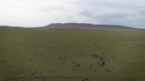 aerial view of a flock of sheep grazing in a green field