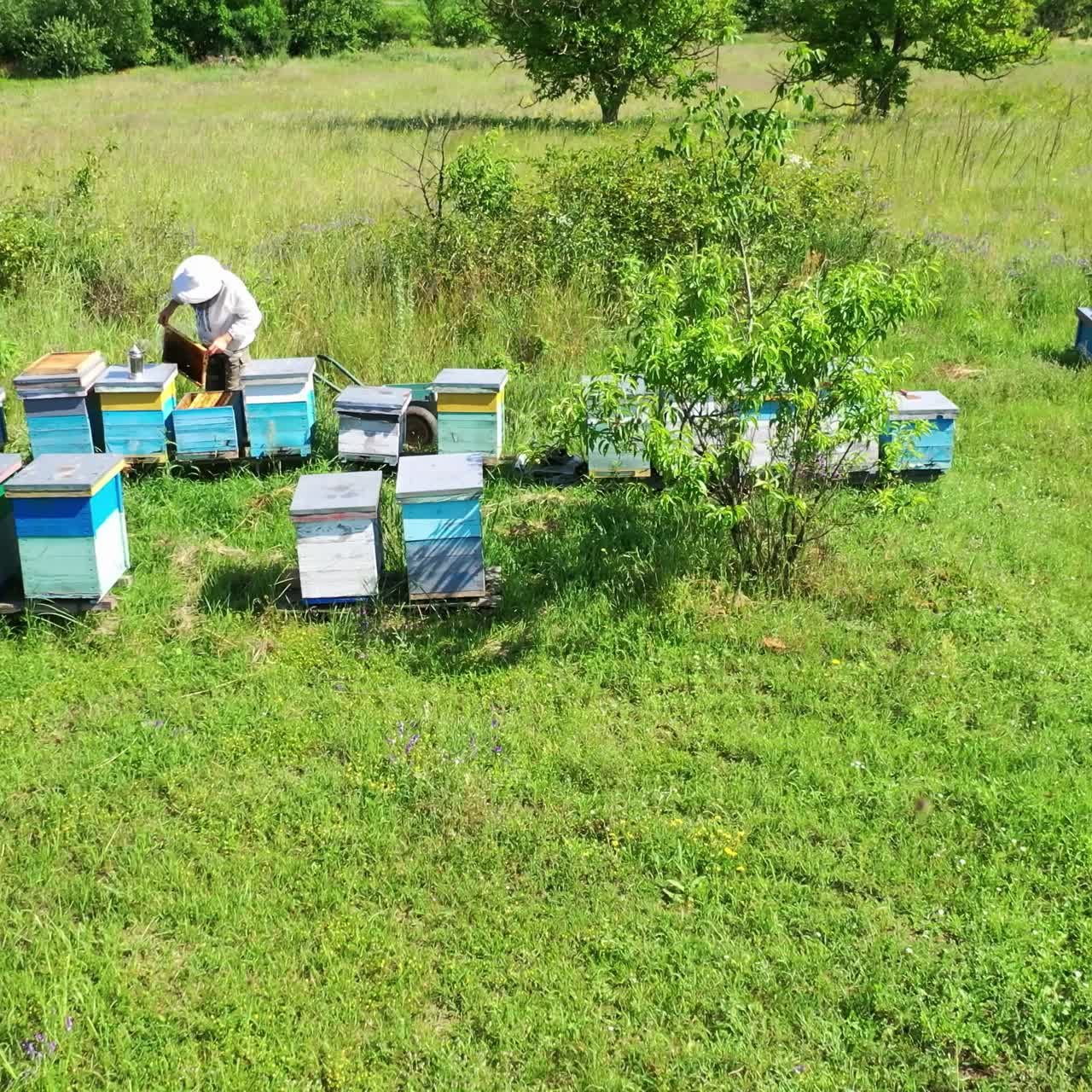 Apiary in summer. Wooden hives on green grass among nature. Male apiculturist inspects bees in a bright day. Aerial view.