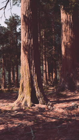 a forest of tall pine trees