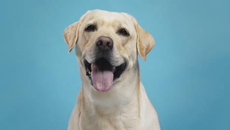 el labrador amarillo feliz