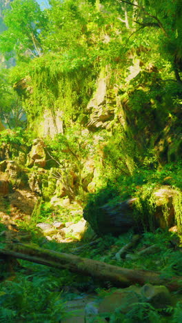 a lush green forest with sunlight shining through the trees